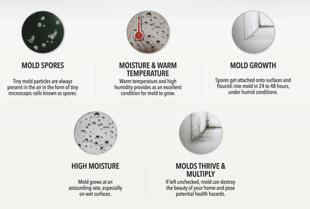 A poster showing the different types of mold.