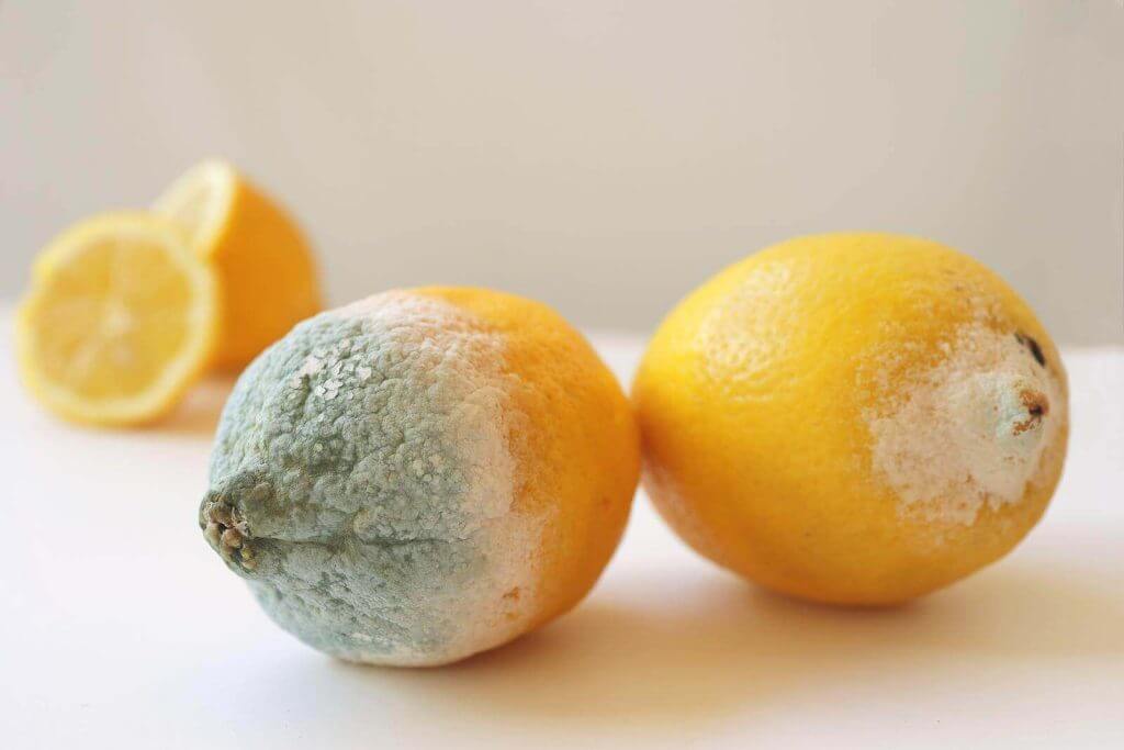 Two lemons with mold on them.