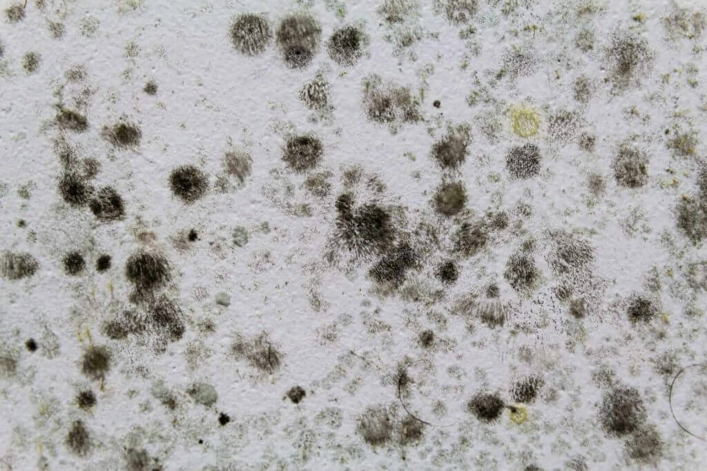 A close up of mold on a wall.