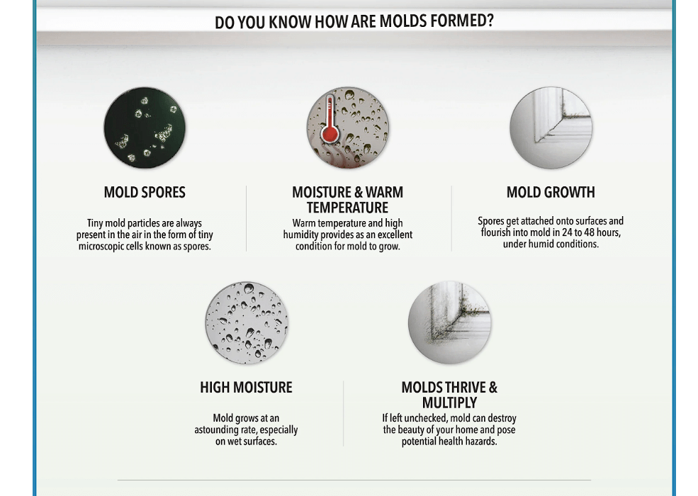 Infographic explaining mold formation: shows mold spores, moisture and warmth, mold growth, high moisture, and unchecked mold multiplying, with brief descriptions and related images.
